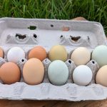 Pasture Raised Chicken Eggs