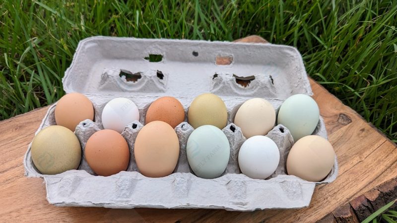 Pasture Raised Chicken Eggs