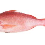 Red Snapper