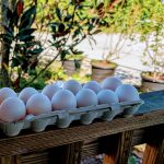 Pasture Raised Duck Eggs