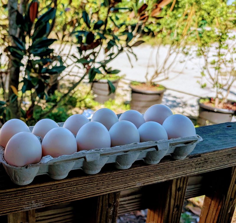 Pasture Raised Duck Eggs