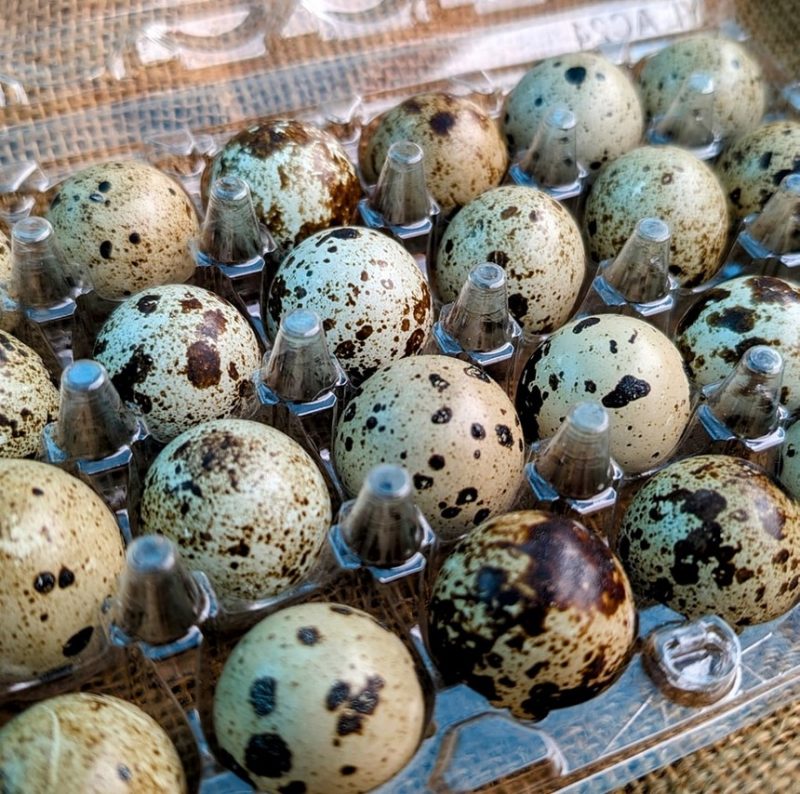 2 Dozen Quail Eggs